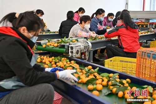 粤港澳大湾区农产品交易中心正式开业