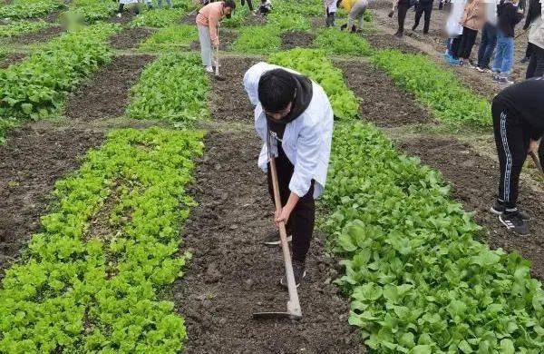 国际商学院师生赴四川农业大学农学院实验基地开展农作物生产实践活动