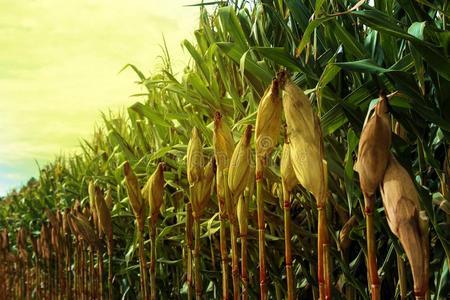 农民玉米大田作物下蓝蓝的天空生产粮食商品玉米田间作物玉米田在强