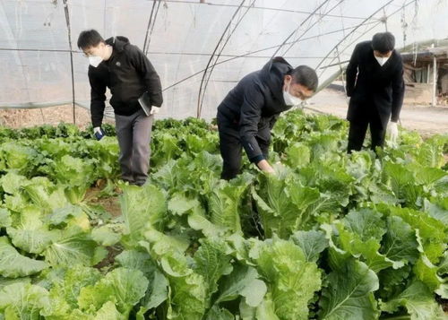 顺义区蔬菜日供应量上千吨,保障新鲜菜直达百姓 菜篮子