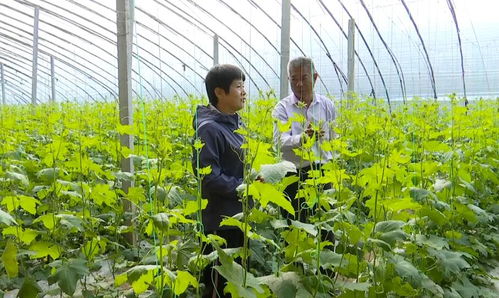 寿光护航阴雨天气 菜篮子 稳产保供